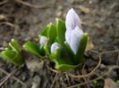 Scilla tubergeniana (2016, Feb.09)