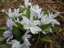 Scilla tubergeniana (2018, Mar.10)