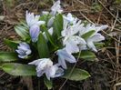 Scilla tubergeniana (2018, Mar.10)