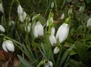 Snowdrops_Ghiocei (2018, February 18)