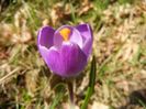 Crocus Flower Record (2018, March 15)