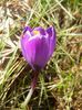 Crocus Flower Record (2018, March 15)