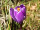 Crocus Flower Record (2018, March 15)