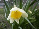 Narcissus Ice Follies (2018, March 31)