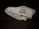 Craniu de lup_4