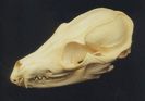 Craniu de sacal_3