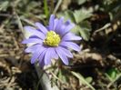 Anemone Blue Shades (2018, April 04)