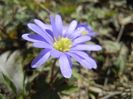 Anemone Blue Shades (2018, April 04)