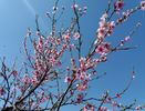 flori de nectarin