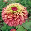 Zinnia Queen Lime Red - 12,1 lei