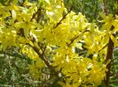 forsythia Lemon Supreme
