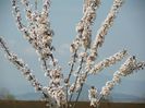 prunus cerasifera Trailblazer