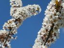 prunus cerasifera Trailblazer