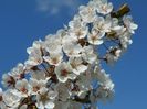 prunus cerasifera Trailblazer
