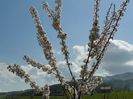 prunus cerasifera Trailblazer