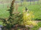 physocarpus Dart's Gold