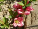 chaenomeles Pink Trail