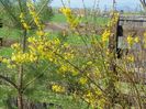 forsythia
