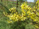 forsythia