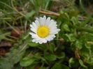 Bellis perennis (2018, April 06)