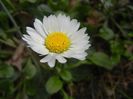 Bellis perennis (2018, April 06)