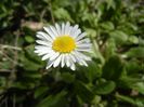 Bellis perennis (2018, April 09)