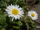 Bellis perennis (2018, April 09)