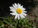 Bellis perennis (2018, April 09)