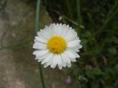 Bellis perennis (2018, April 13)