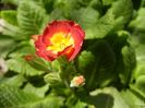 Primula polyanthus Red (2018, April 04)