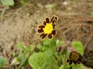 Primula elatior Gold Lace (2018, Apr.06)