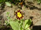 Primula elatior Gold Lace (2018, Apr.09)