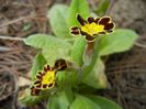 Primula elatior Gold Lace (2018, Apr.12)