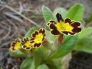 Primula elatior Gold Lace (2018, Apr.13)