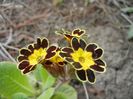 Primula elatior Gold Lace (2018, Apr.13)