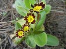 Primula elatior Gold Lace (2018, Apr.14)