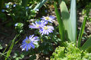 Wind Flower