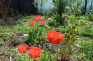 Red Apeldorne