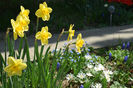 Narcise Fortune, Anemone White Splendore, Muscari