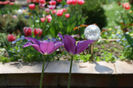 Purple Dream