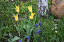West Point si muscari Armeriacum