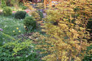 Acer Katsura