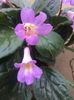 Streptocarpus Snowlina