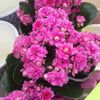 Kalanchoe