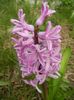 Hyacinth Splendid Cornelia (2018, Apr.06)