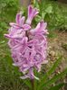 Hyacinth Splendid Cornelia (2018, Apr.06)