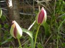 Tulipa Persian Pearl (2018, April 07)