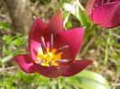 Tulipa Persian Pearl (2018, April 07)