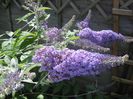 Buddleja_Loch_Inch_