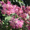 deutzia-x-hybrida-strawberry-fields  20